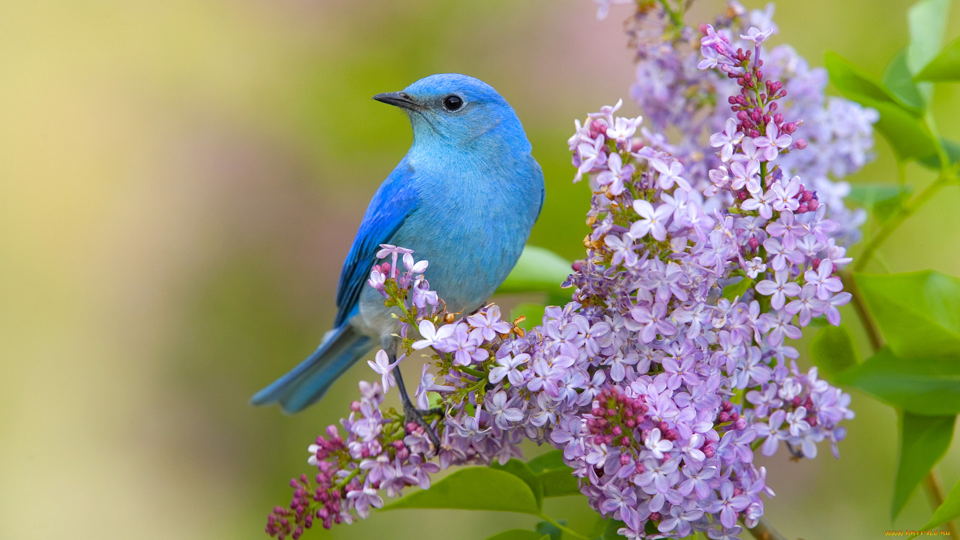 Какого цвета птичка. Цветы и птицы. Синий Соловей. Птица фиолетового цвета. Сирень и птицы.